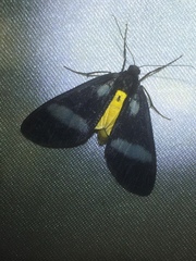 Lobocraspeda latefascia