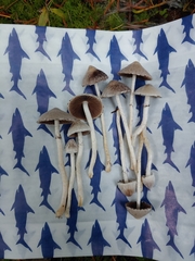 Coprinopsis canoceps