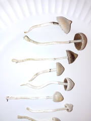 Coprinopsis canoceps