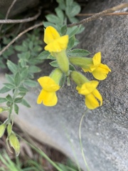 Pearsonia aristata