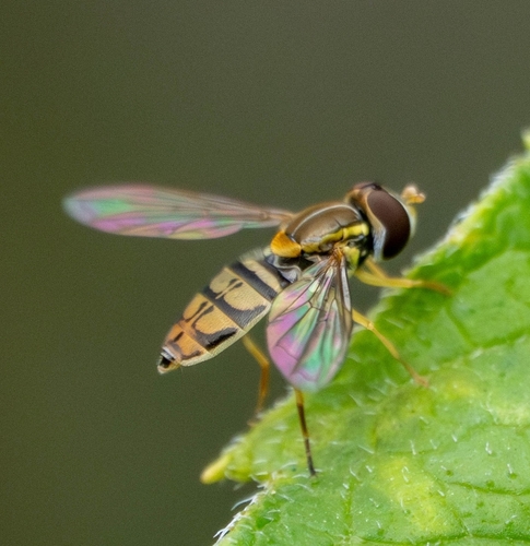 Unknown species found near Sehome, Bellingham, WA, USA