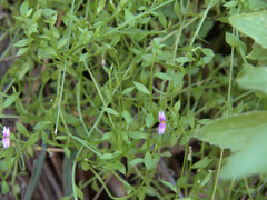 Stylidium fluminense