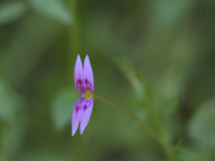 Stylidium fluminense