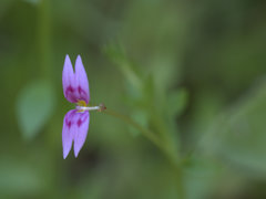 Stylidium fluminense