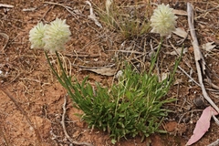 Ptilotus macrocephalus