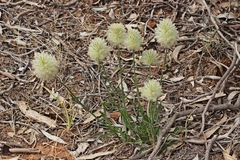 Ptilotus macrocephalus