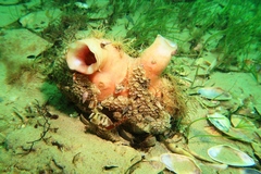 Fasciolariidae