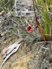 Gompholobium ecostatum