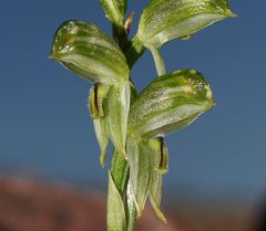 Pterostylis macilenta