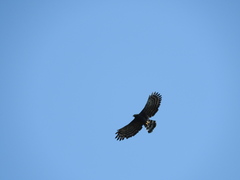 Spizaetus tyrannus