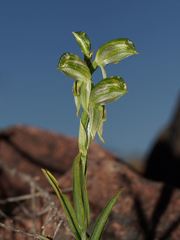 Pterostylis macilenta