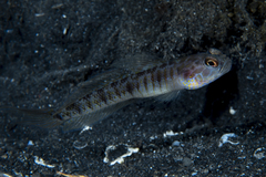 Vanderhorstia auronotata