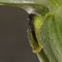 Pterostylis macilenta