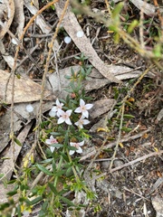 Cyanothamnus nanus