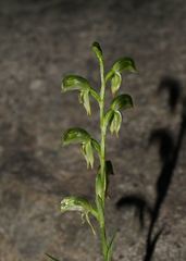 Pterostylis macilenta