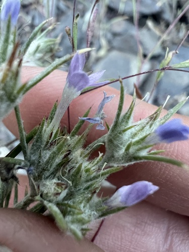 Wilcox's Woollystar (Eriastrum wilcoxii)