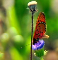 Acraea periphanes