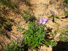 Monsonia burkeana
