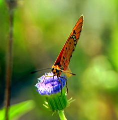 Acraea periphanes