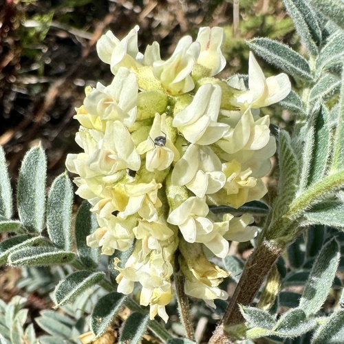 Marsh Milkvetch (Astragalus pycnostachyus)
