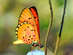 Acraea periphanes