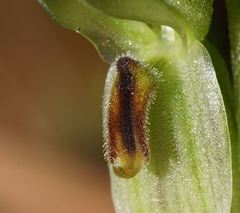 Pterostylis macilenta