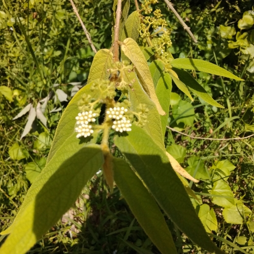 Narrowleaf Beautyberry (Callicarpa pilosissima)