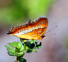 Precis ceryne ceryne