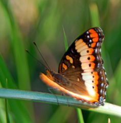 Precis ceryne ceryne