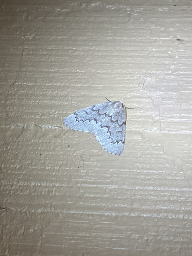 Boreal Pine Looper Moth photo 2