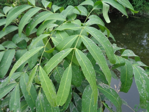 Lepisanthes fruticosa observed 2019-11-17