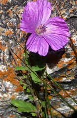 Monsonia burkeana