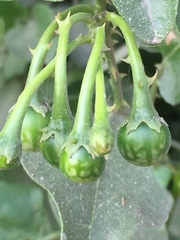 Solanum trilobatum