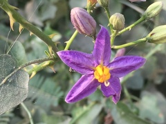 Solanum trilobatum