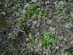 Potentilla stolonifera