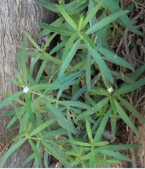 Rubia tenuifolia