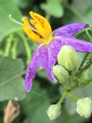 Solanum trilobatum