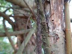 Trachythorax maculicollis