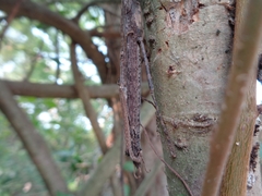 Trachythorax maculicollis