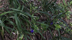 Dianella congesta