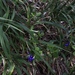 Beach Flax Lily - Photo (c) bree jashin, some rights reserved (CC BY-NC), uploaded by bree jashin