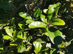 Sideroxylon borbonicum