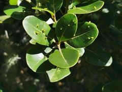 Sideroxylon borbonicum