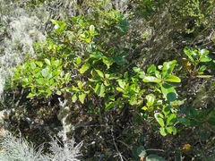 Sideroxylon borbonicum