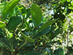 Sideroxylon borbonicum