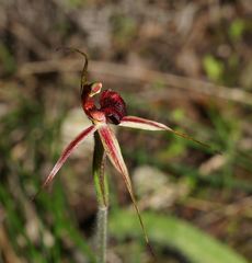 Caladenia reticulata