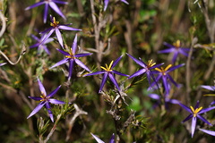 Calectasia intermedia