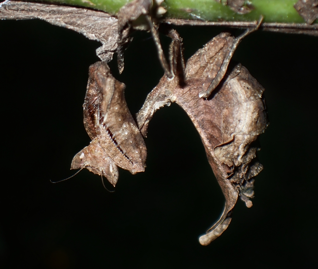 Acanthops bidens