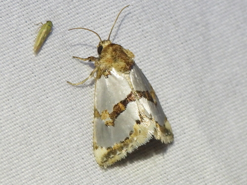 Chrysellus Flower Moth photo 5