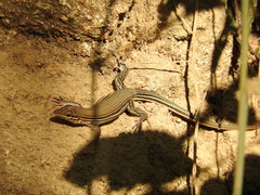 Aspidoscelis lineattissimus